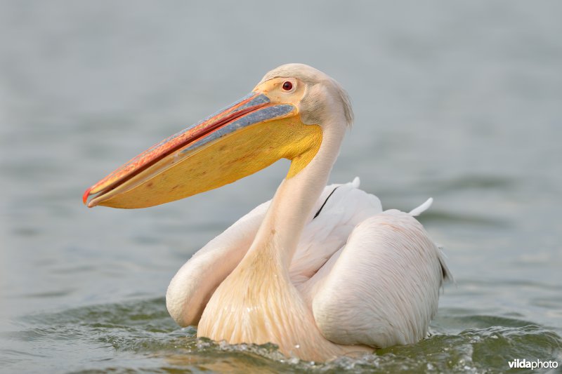Witte pelikaan in roze prachtkleed