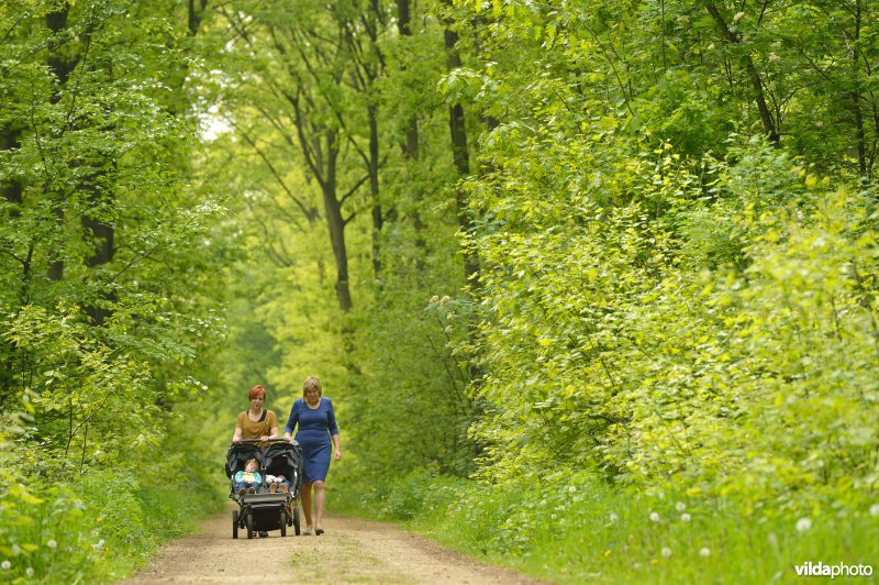 Wandelen in de Herenbossen