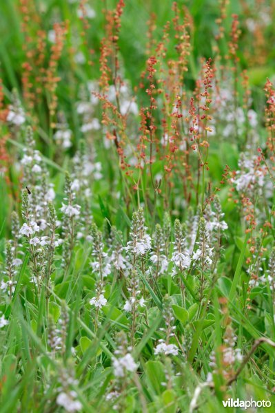 Tijmereprijs en schapenzuring