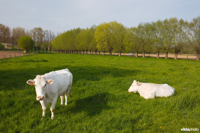 Koeien en knotwilgen