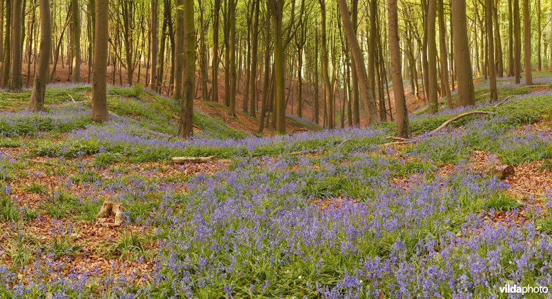 Lentebos met boshyacinten