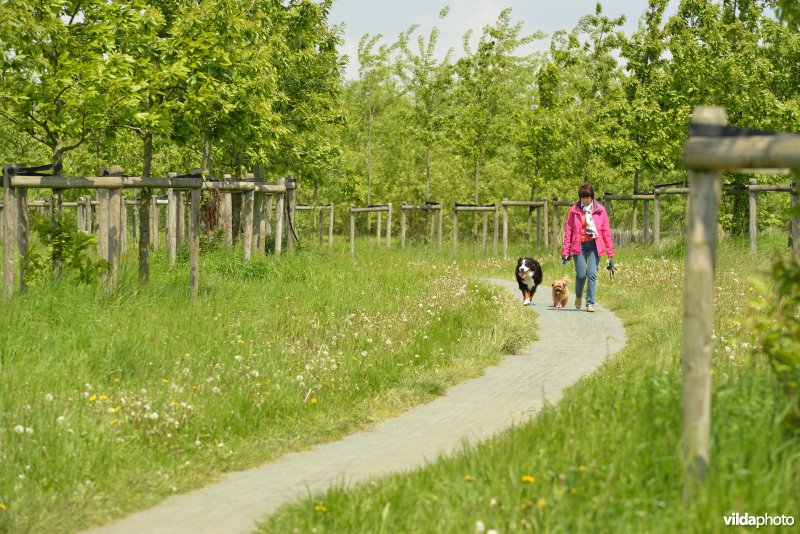 Wandelaar met honden