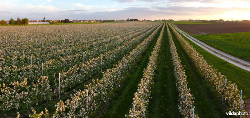 Laagstamboomgaard