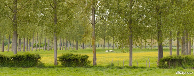 Coulissenlandschap in de Getevallei