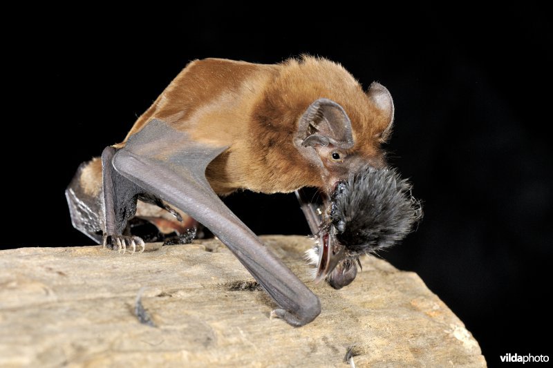 Grote rosse vleermuis