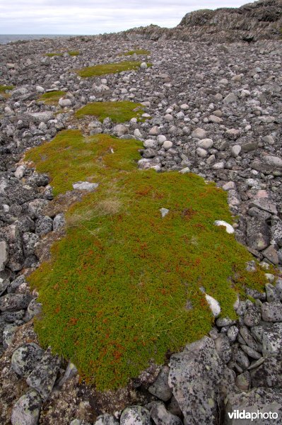 Kraaiheide op Varanger