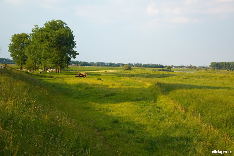 Graslanden in de Maasvallei