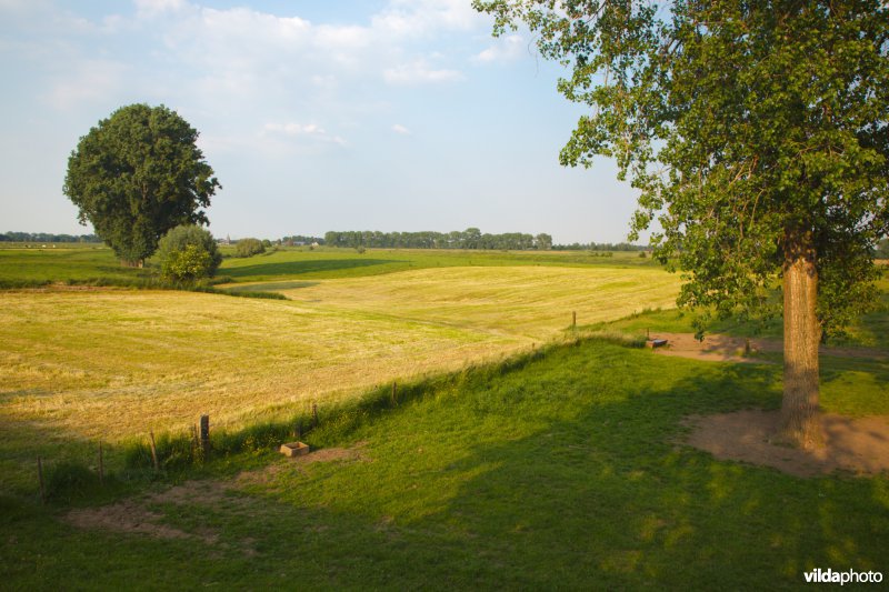 Graslanden in de Maasvallei