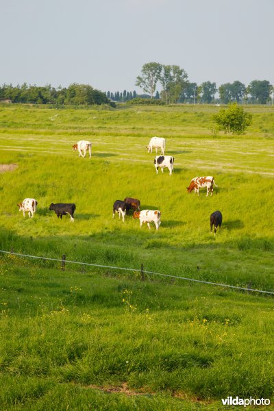 Graslanden in de Maasvallei