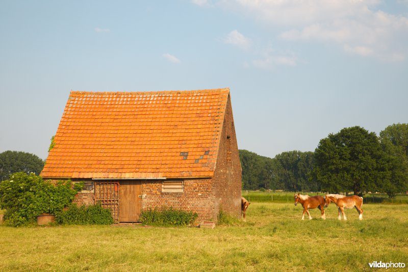 Paarden naast hun stal