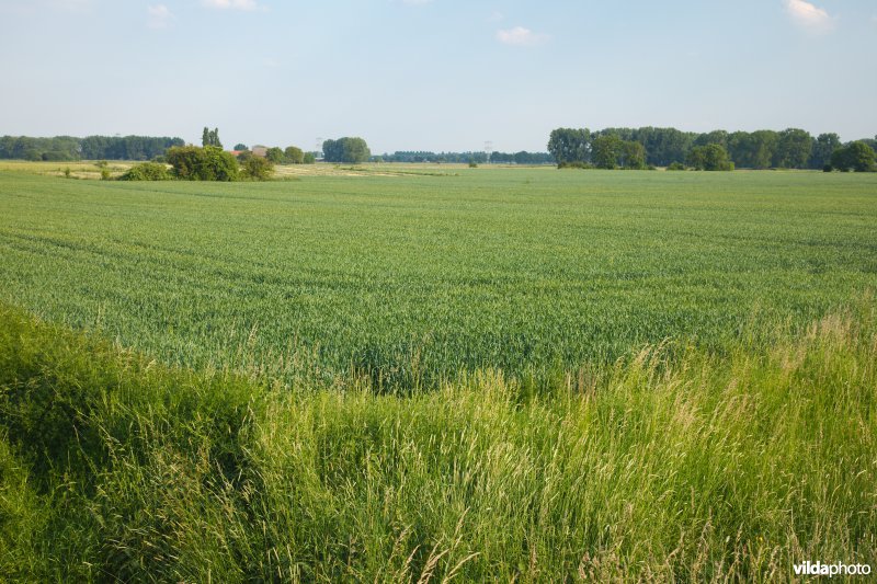 Graslanden in de Maasvallei