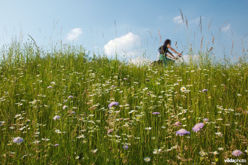 Bloemrijk grasland in de maasvallei