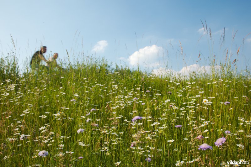 Bloemrijk grasland in de maasvallei