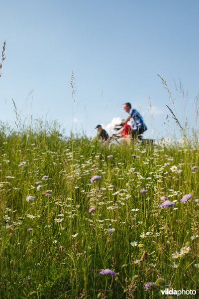 Bloemrijk grasland in de maasvallei