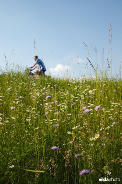 Bloemrijk grasland in de maasvallei