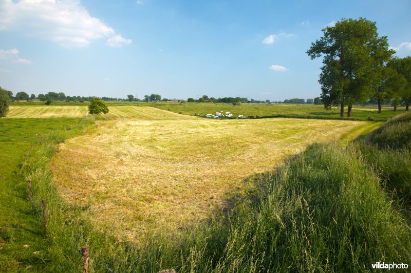 Graslanden in de Maasvallei