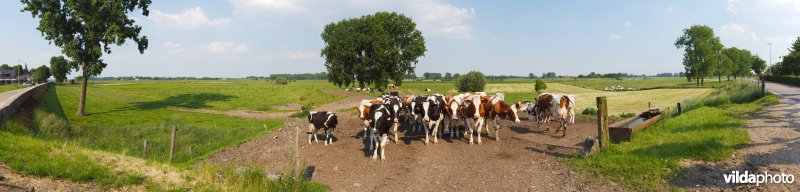 Nieuwsgierige koeien