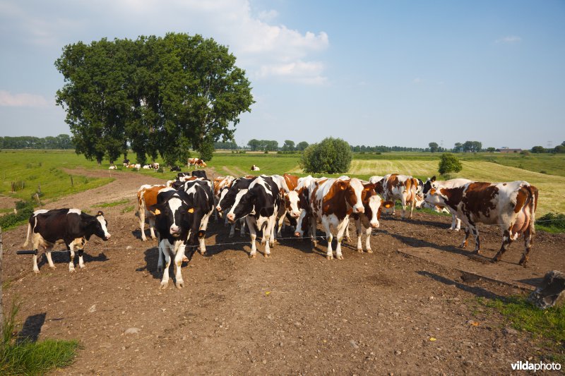 Nieuwsgierige koeien