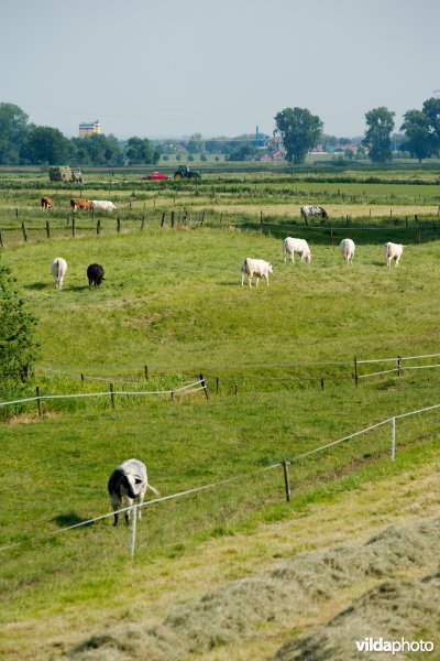 Graslanden in de Maasvallei