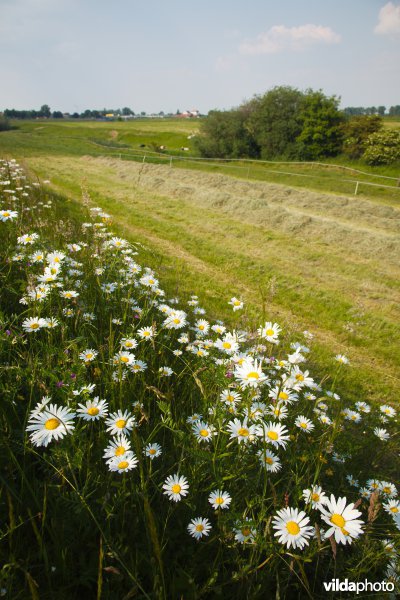 Bloemrijk grasland in de maasvallei