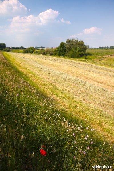 Bloemrijk grasland in de maasvallei