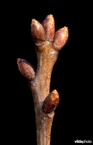 Knop van een wintereik