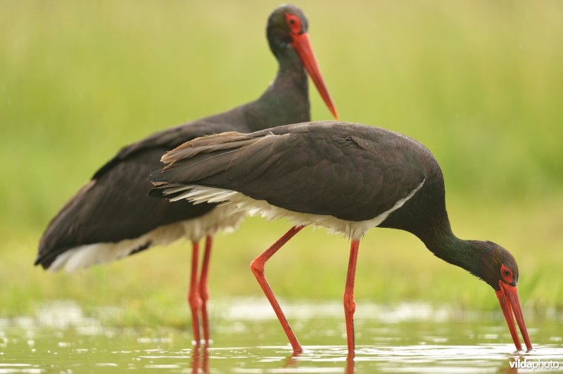 Koppeltje Zwarte ooievaar