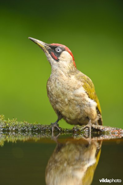 Groene specht komt drinken