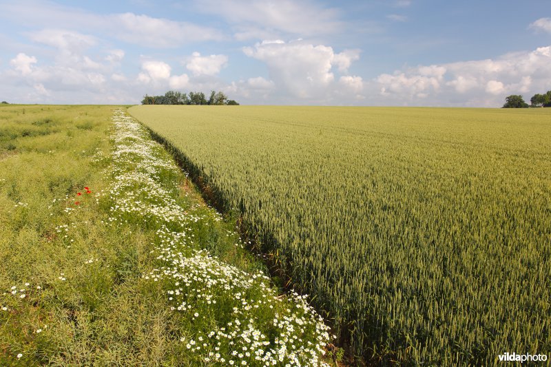 Bloemrijke akkerrand