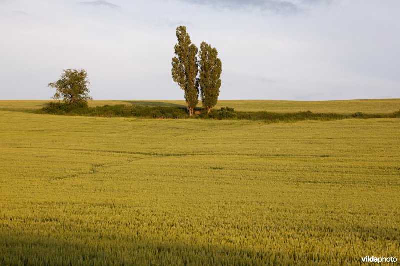 Opgaand groen in een akker