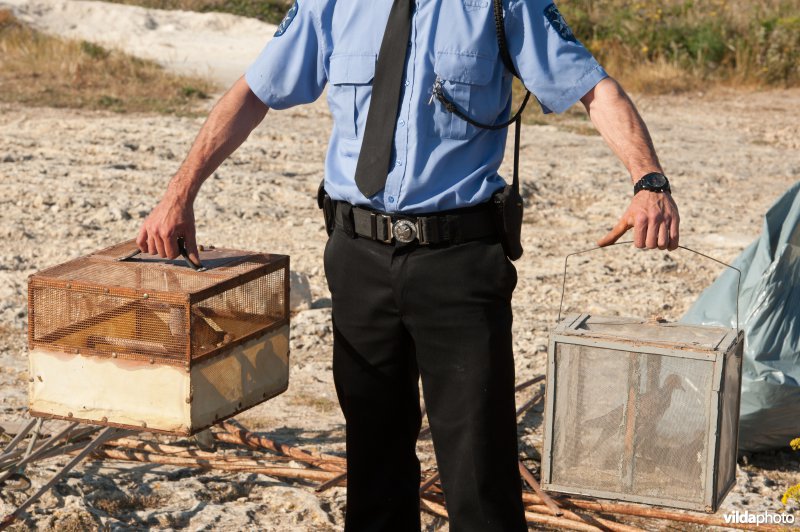 Politie ontmantelt illegale tortelvangst