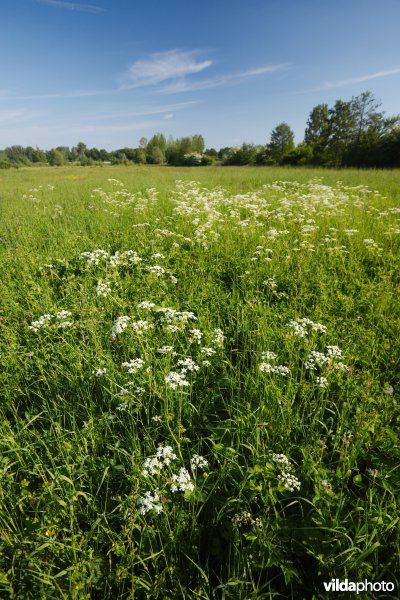 Hooiland in het Doysbroek