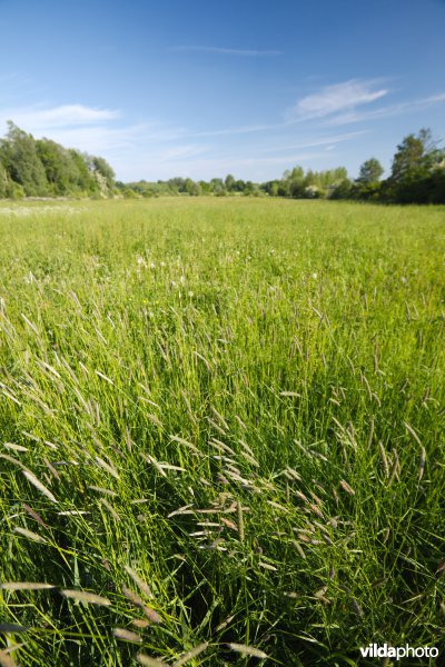 Hooiland in het Doysbroek