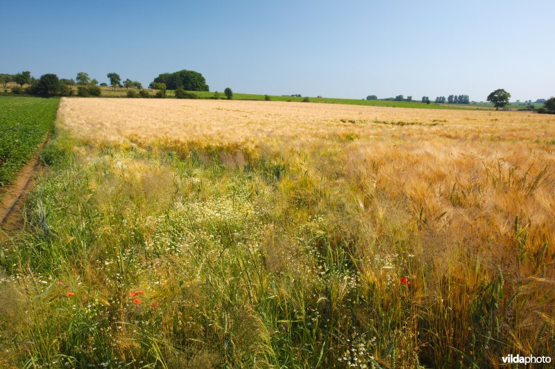 Bloemrijke akkerrand