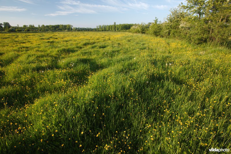 Reliëfrijk grasland