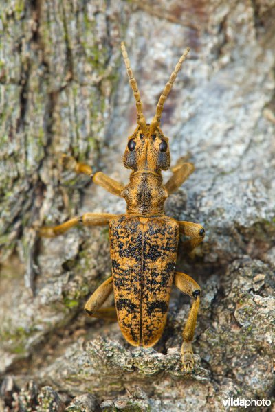 Grote ribbelboktor