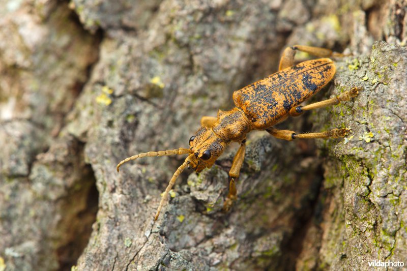 Grote ribbelboktor