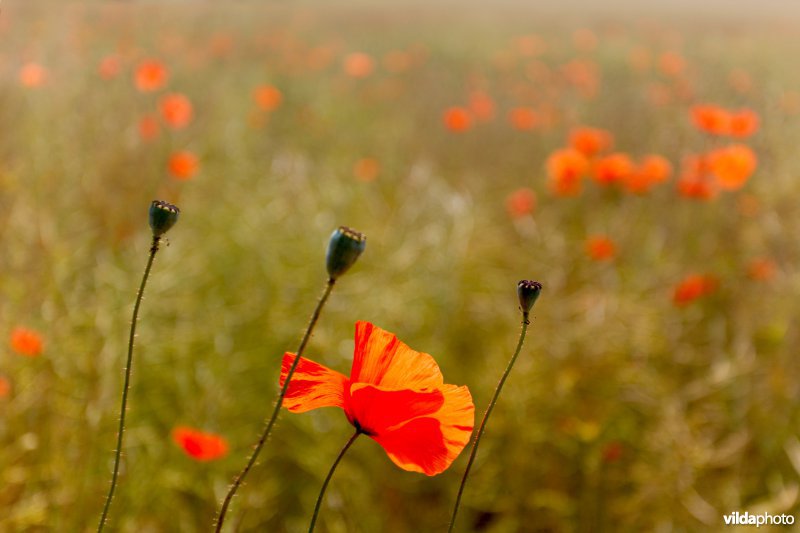 Bloemrijke akker