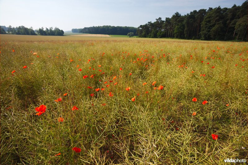 Bloemrijke akker