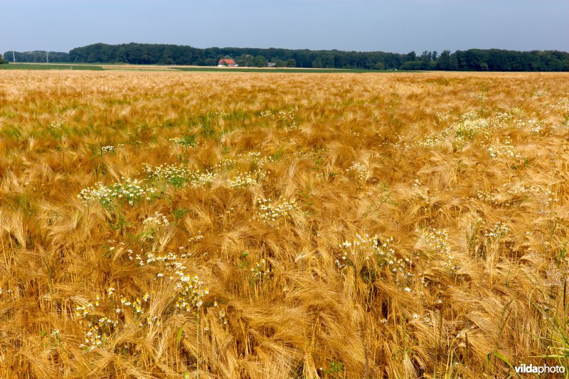 Bloemrijke akkerrand