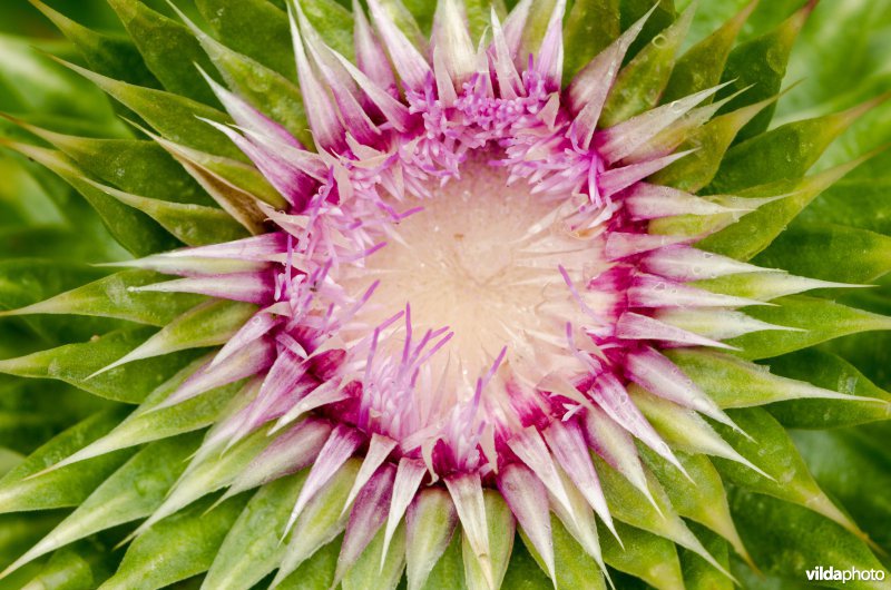 Langstekelige distel