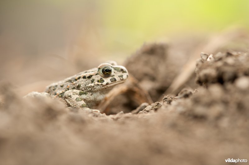 Groene pad