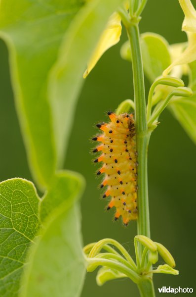 Rups van pijpbloemvlinder