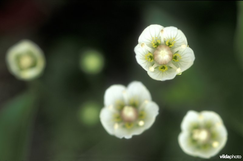 Parnassia