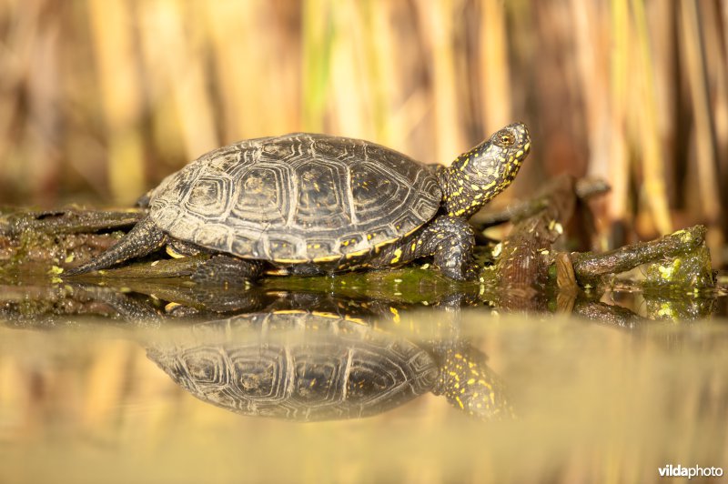 Europese moerasschildpad