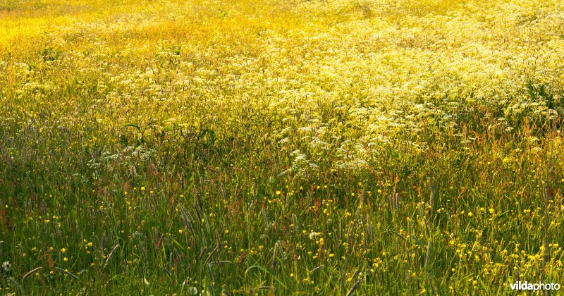 Bloemrijk grasland