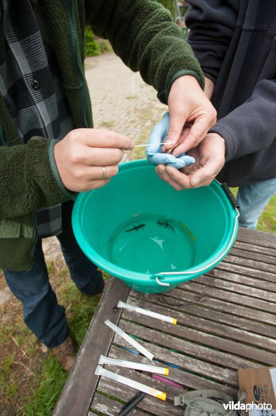 DNA-monstername bij salamander