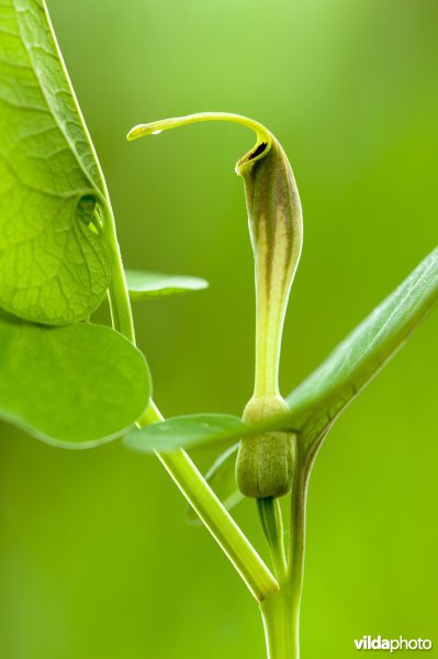 Pijpbloem