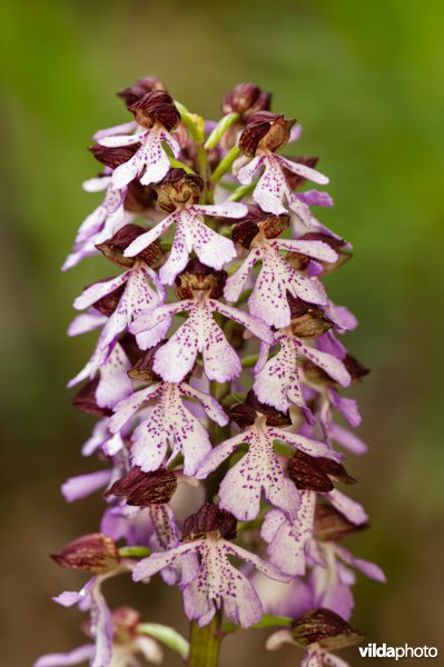 Purperorchis