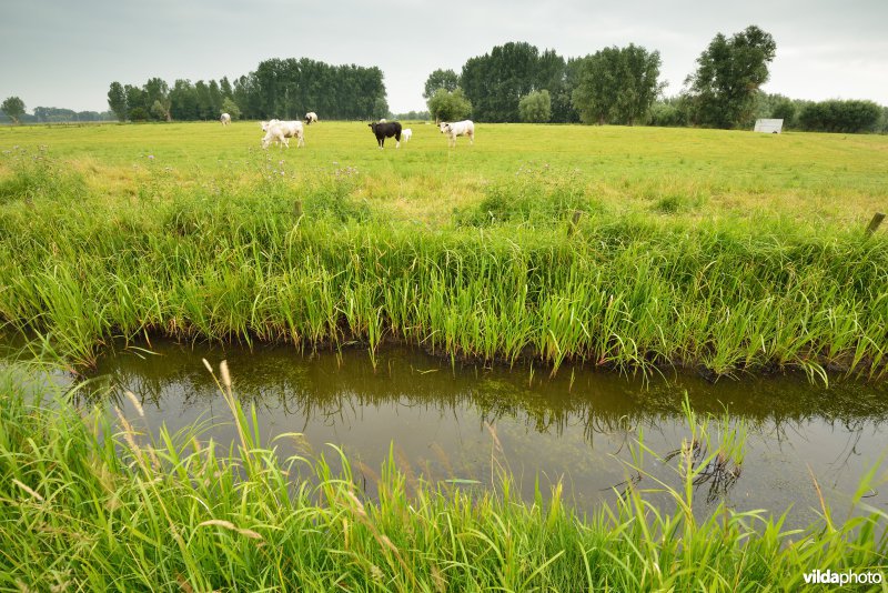 Vingelinkbeek